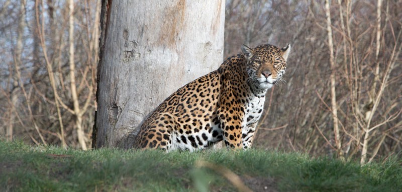 Big tables for big cats, fit for a momentous occasion